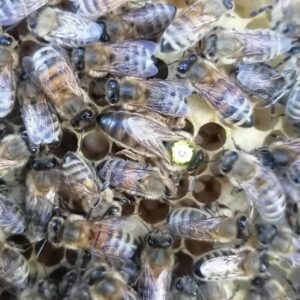 Carnica Bienen Königin Landrasse standbegattet