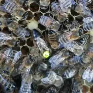 Bienenkönigin mit Bienen zu kaufen