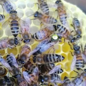 Weisel Königin zu verkaufen Bienen Schweiz